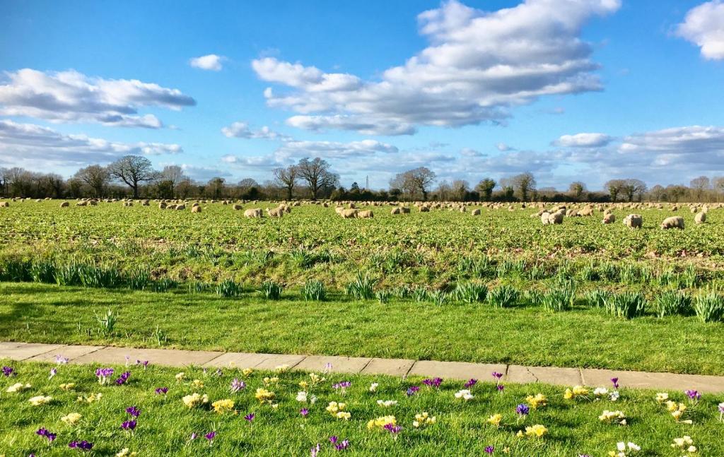 eine Herde Schafe, die auf einem Blumenfeld weiden in der Unterkunft Pheasant Suites in Colchester