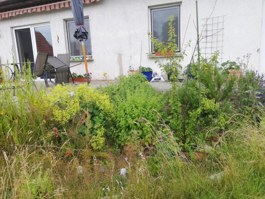 a garden with tall grass and weeds in front of a house at Ferienwohnung - a44958 in Wittenburg