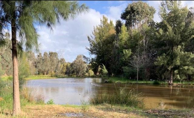 un lac avec des arbres et un palmier à côté dans l'établissement Anahita Studio, à Balingup