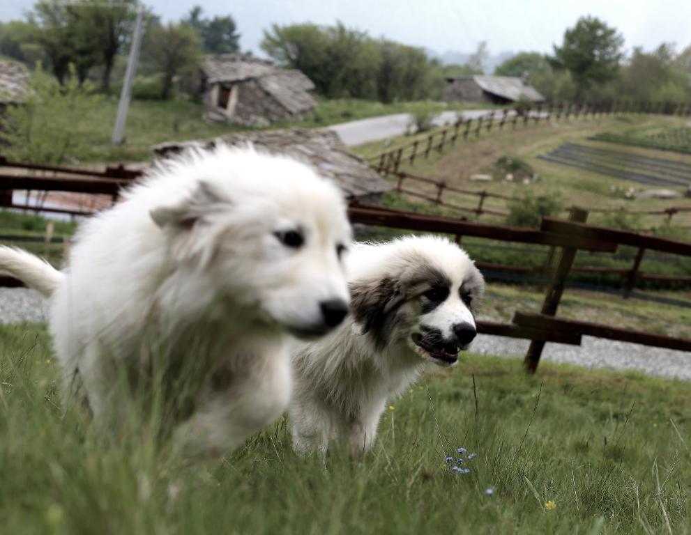 Domácí mazlíčci ubytovaní s hosty v ubytování Agriturismo A Nostro Mizoun