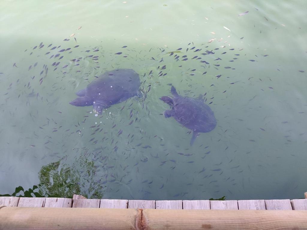 two turtles swimming in the water with a group of fishes at Hotel Riverside in Dalyan