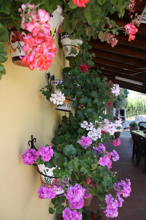 Zahrada ubytování Villa Rural Paquete