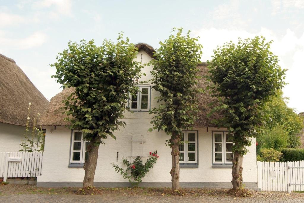 zwei Bäume vor einem weißen Haus in der Unterkunft Witje Hüs in Boldixum