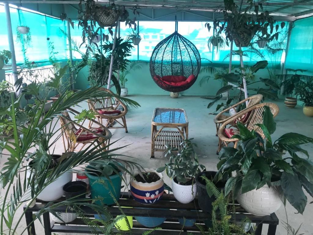 9Backpackers Dehradun في دهرادون: غرفة مليئة بالكثير من النباتات الفخارية