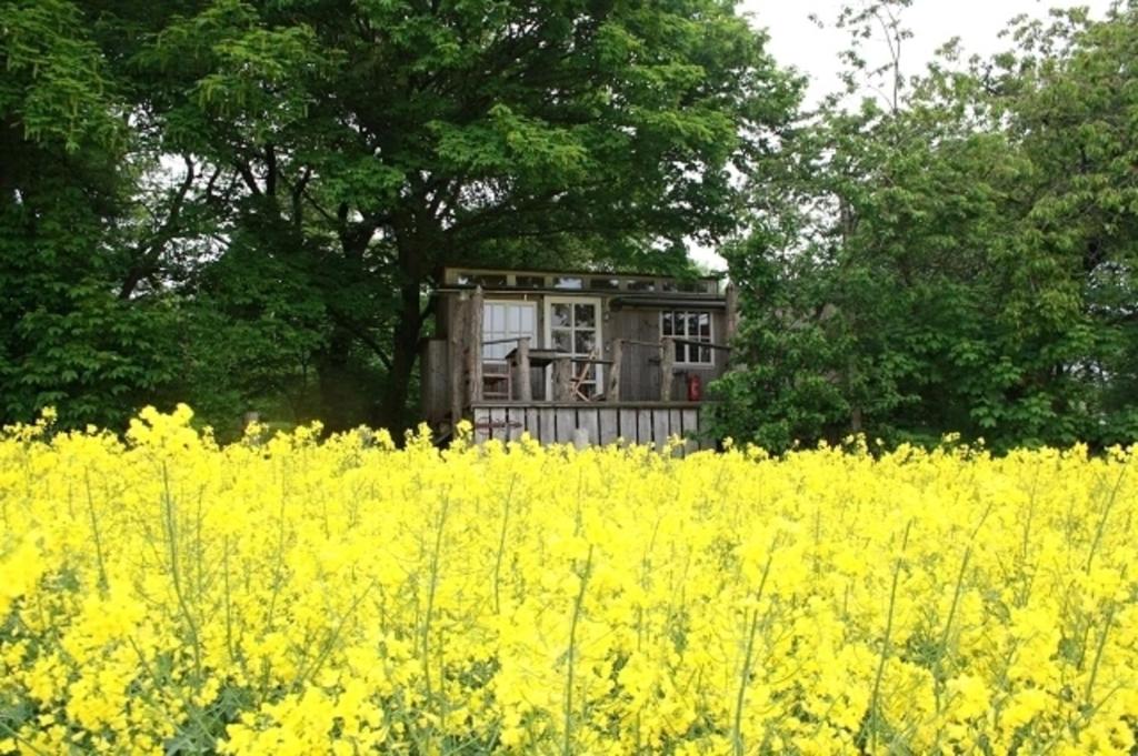 een oud huis achter een veld met gele bloemen bij Bauwagen in Kirch Mulsow