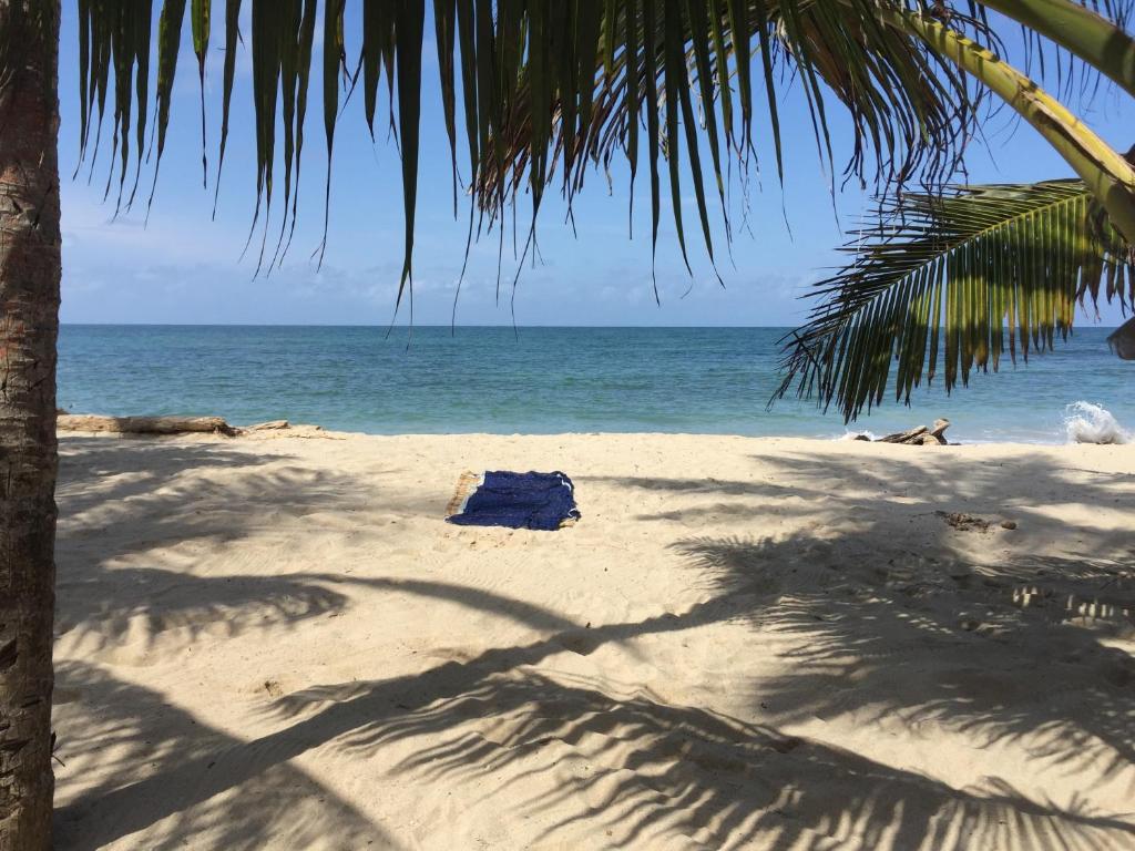 a sandy beach with a palm tree and the ocean at Cabaña sostenible Isla Fuerte in Isla Fuerte
