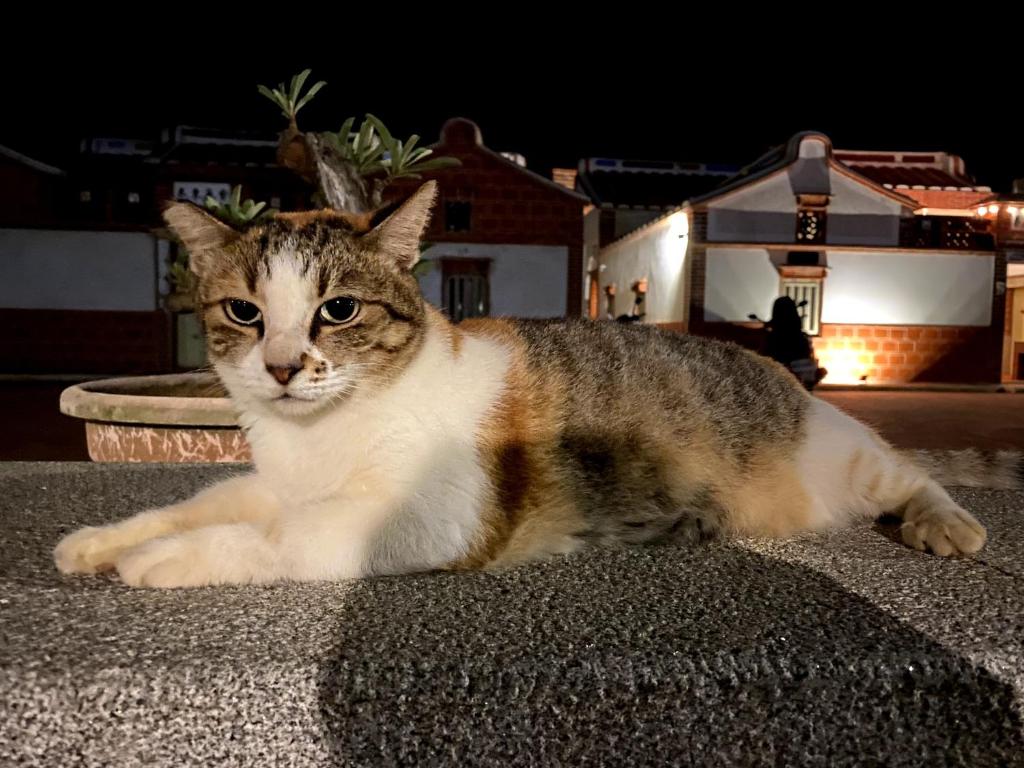 Domácí mazlíčci ubytovaní s hosty v ubytování Cheng Village