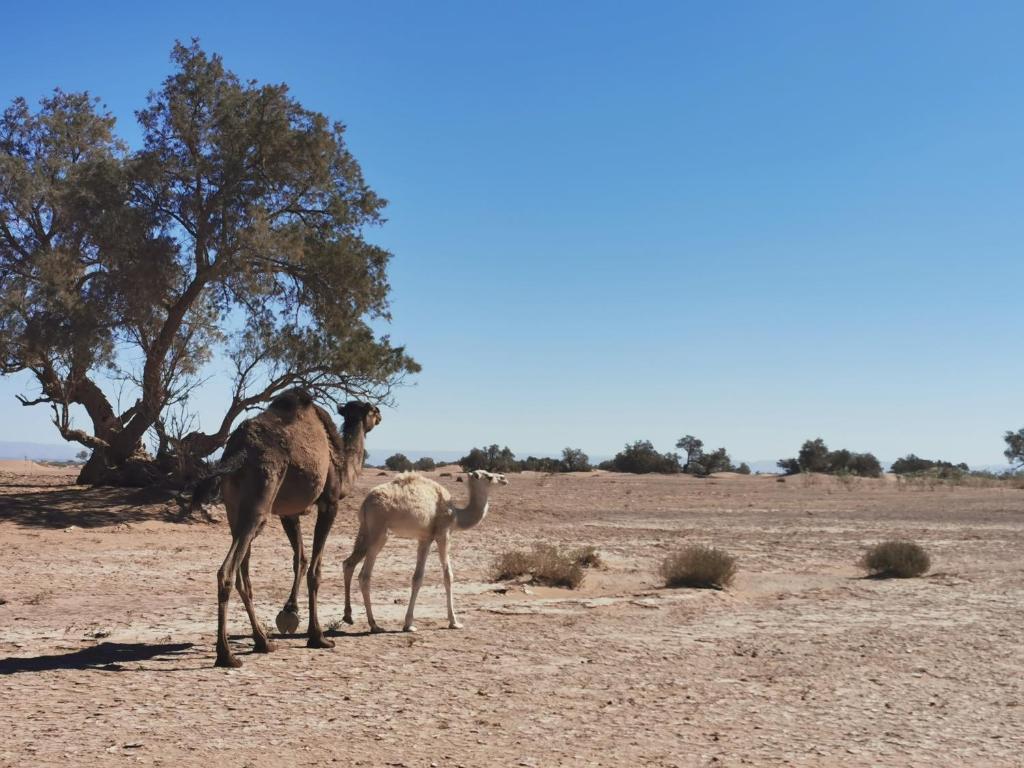 Altri animali domestici presso il campeggio di lusso o nei dintorni