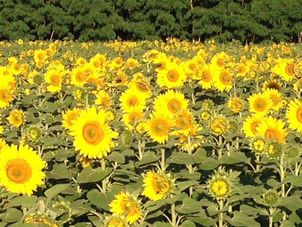 a field of yellow sunflowers in a field at Spreewaldhof Schupan - Fewo Spreewaldsonne in Burg Kauper