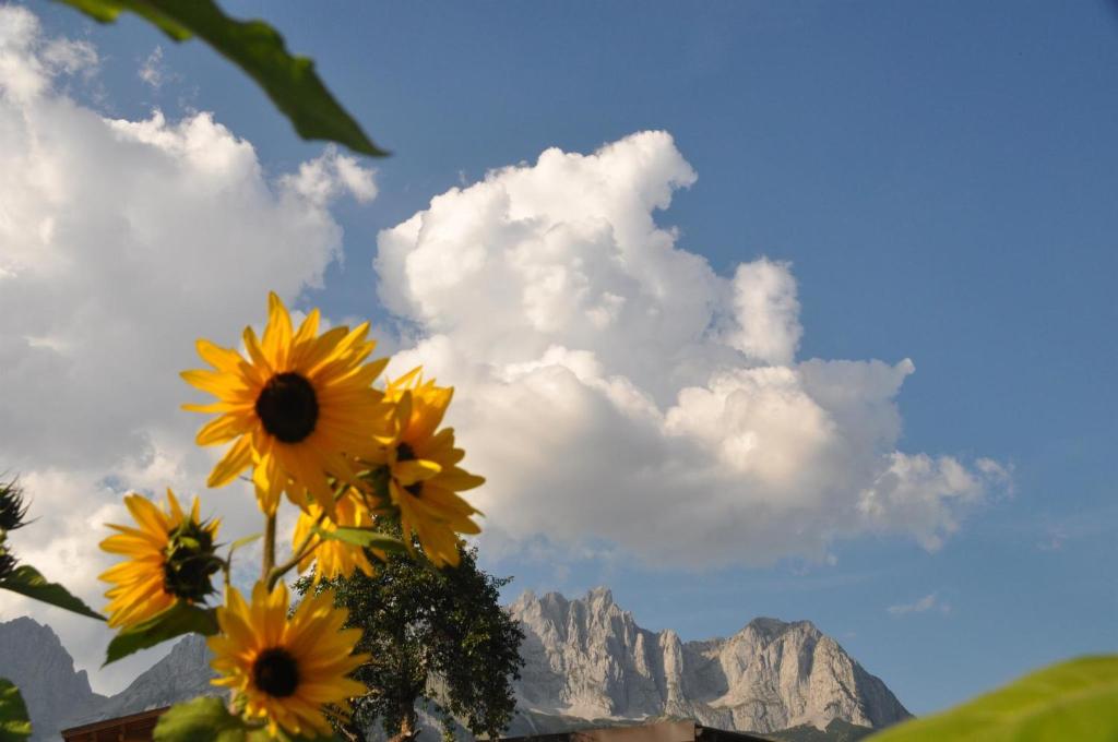 a bunch of sunflowers in front of a mountain at Sonnenapartment in Going