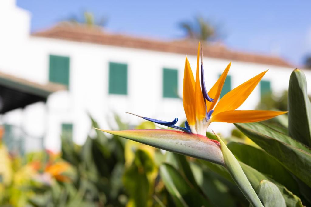 Um jardim no exterior de Hotel El Patio