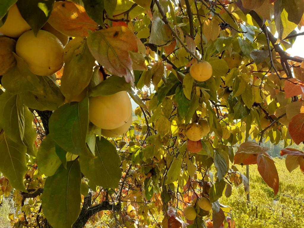 Fotografie z fotogalerie ubytování Cà Tinola v destinaci Mango