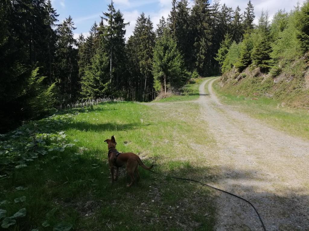 Zvířata v apartmánu nebo okolí