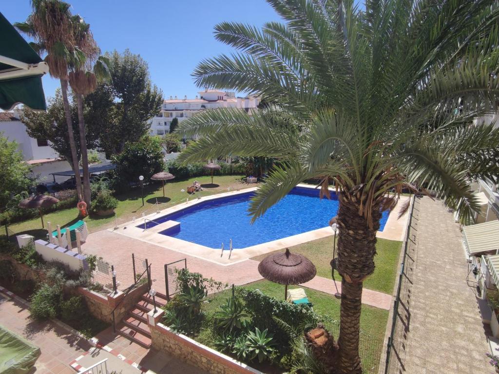 un palmier à côté d'une piscine dans l'établissement Carihuela Palace Studio 303 Beach Playa, à Torremolinos