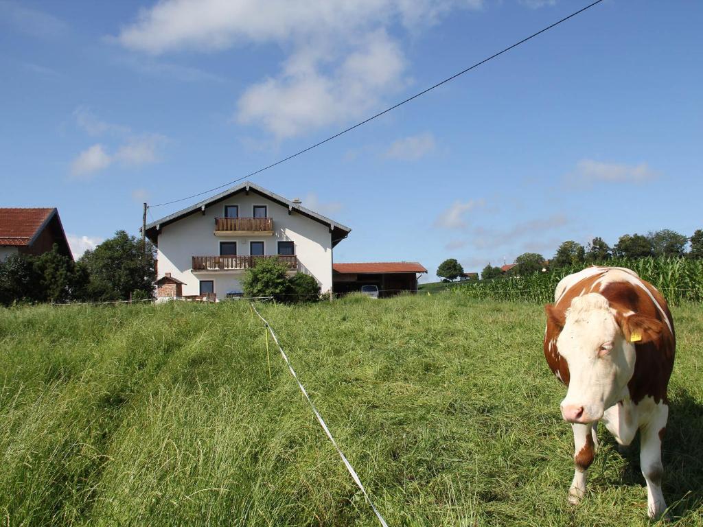 eine auf einem Feld stehende braune und weiße Kuh in der Unterkunft Haslacher Hof in Waging am See