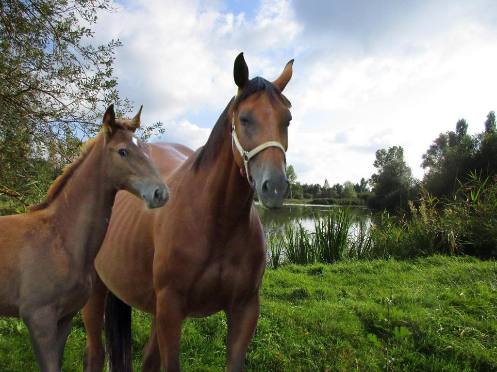 dos caballos parados en la hierba cerca de un cuerpo de agua en Espace Nature Studio indépendant proche du Parc des oiseaux en Sainte-Olive