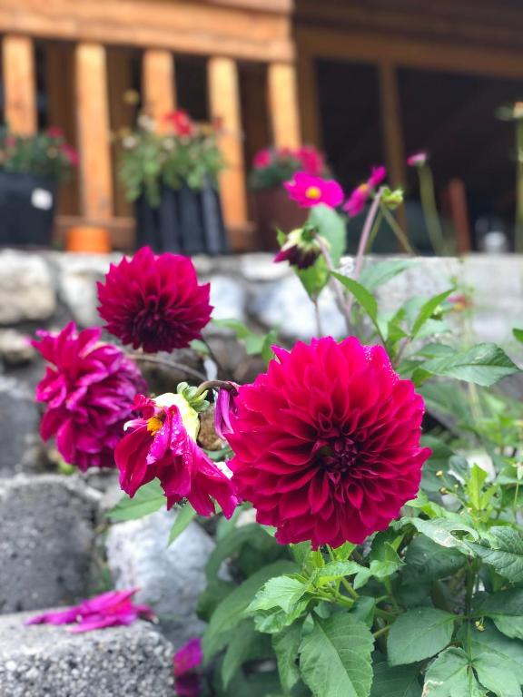 Hotel Krojet e Rrogamit - Imazhi 10