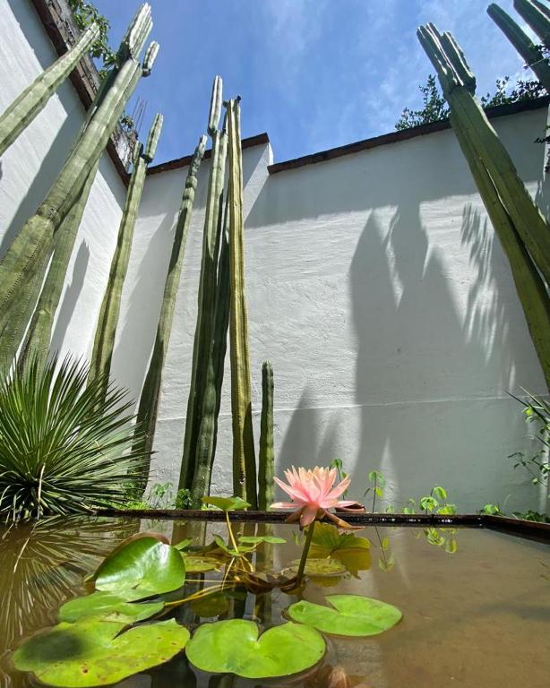 Zahrada ubytování Casa Mayo B&B