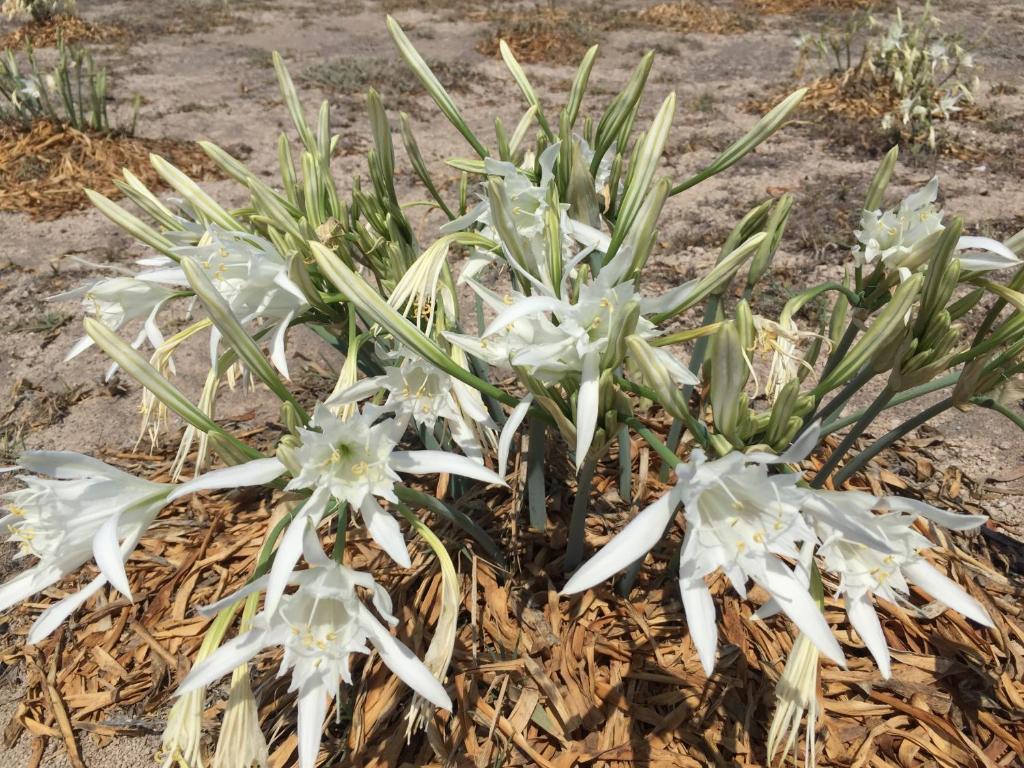 a group of white flowers on the ground at Ariana Eco Suites Adults Only in Fira