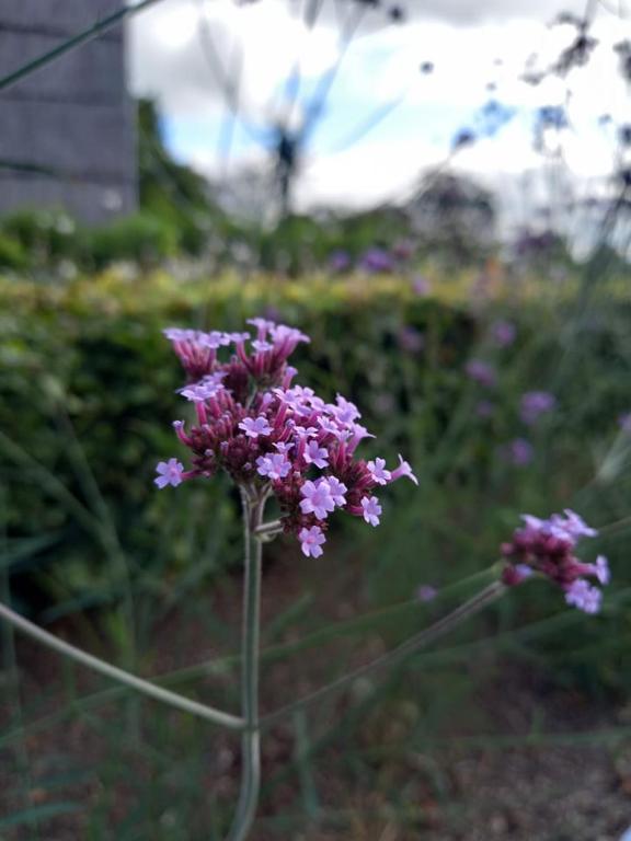 Zahrada ubytování Le jardin des fagnes
