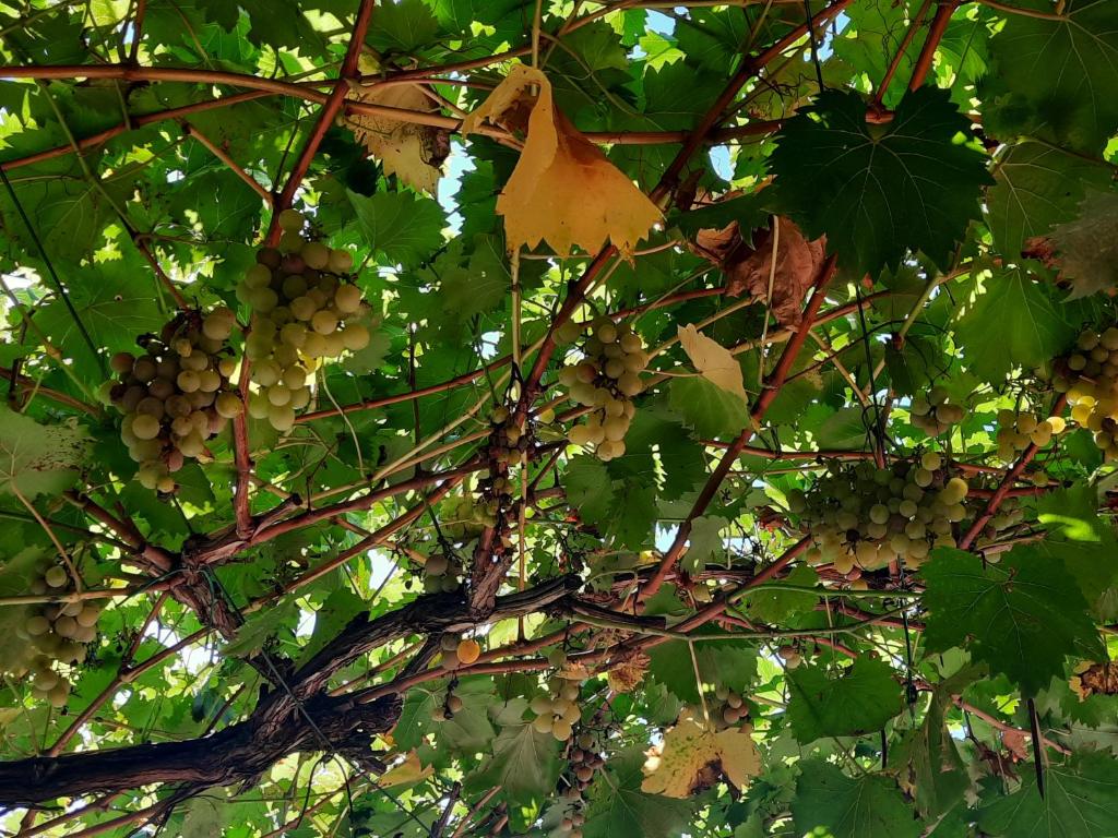Ogród w obiekcie La casetta di Biancaneve Valtellina e lago di Como