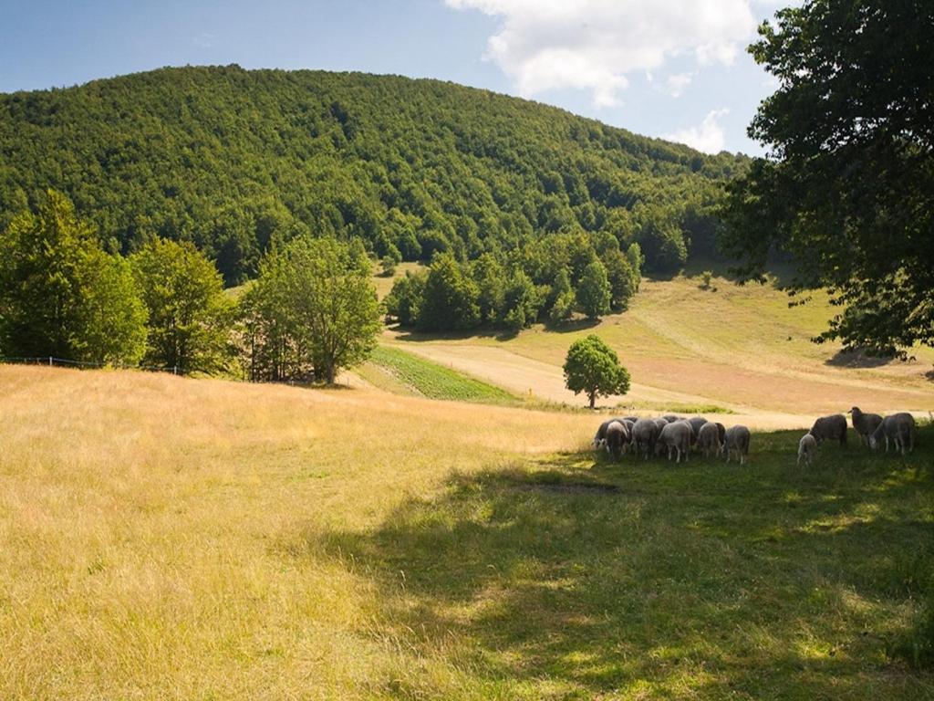 Príroda v okolí dovolenkového domu