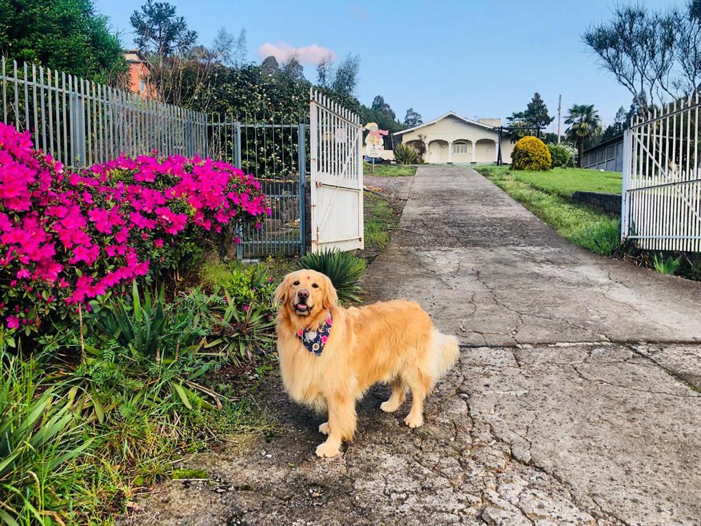 un perro marrón parado junto a una valla con flores rosas en Pousada Serra & Jardim, en Bom Jardim da Serra