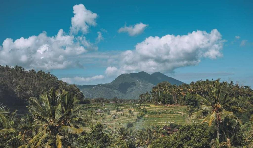 a field with palm trees and mountains in the background at Pondok Lembah Dukuh Homestay in Tirtagangga