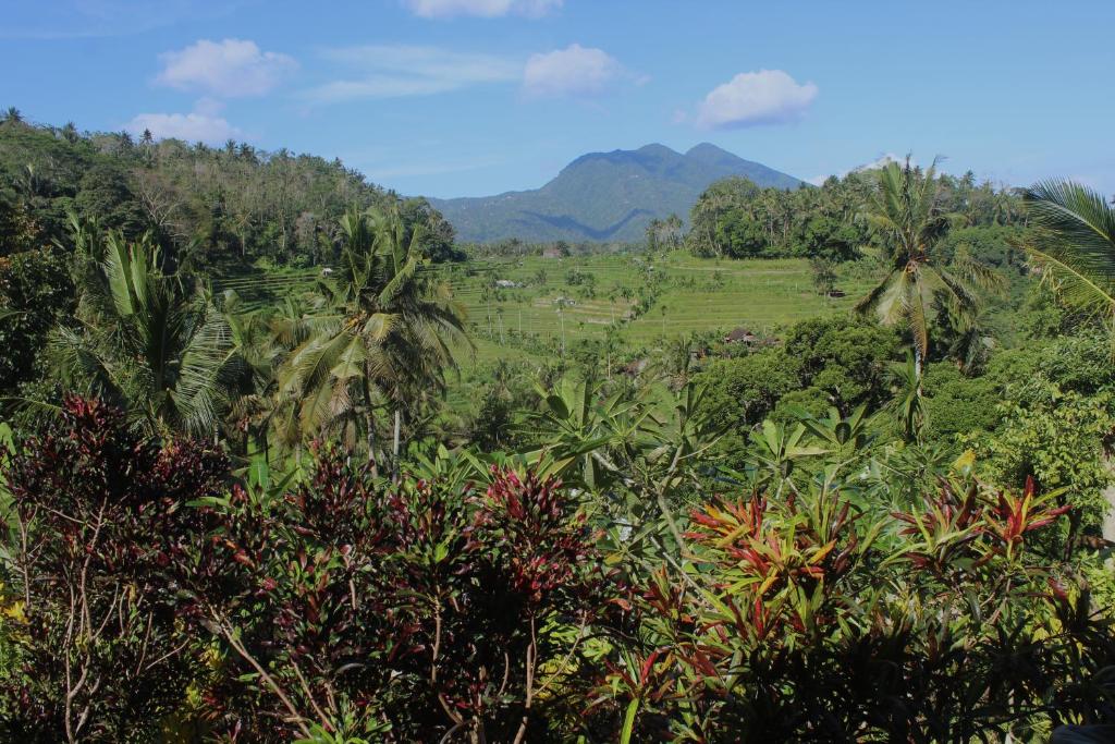 a view of a jungle with mountains in the background at Pondok Lembah Dukuh Homestay in Tirtagangga