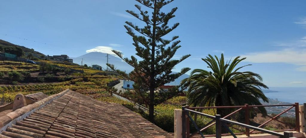 a palm tree on a hill next to a house at Casa Canarina in Santa Úrsula