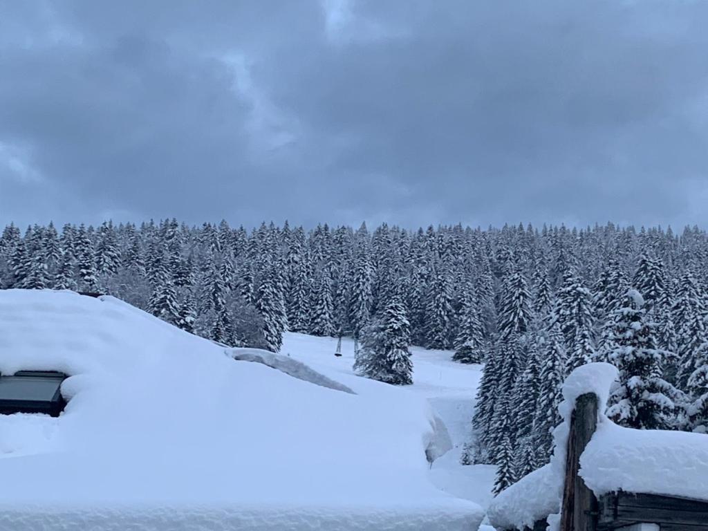 een met sneeuw bedekt bos van bomen met sneeuw bedekte bomen bij Studio Tabagnoz in Prémanon