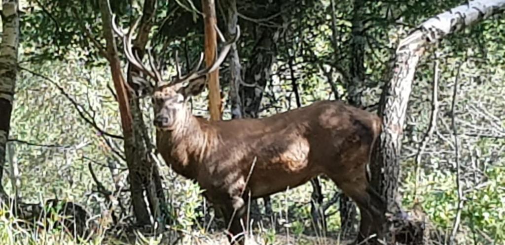Zvířata v ubytování v soukromí nebo okolí