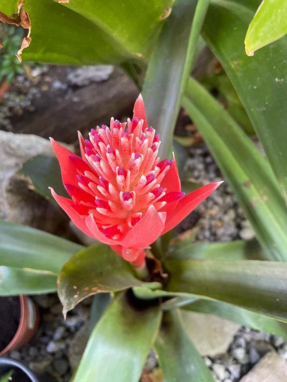 Zahrada ubytování Gîtes dans un jardin