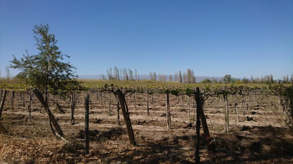 a field of vines with a tree in it at Sol del Este in Alto de Sierra