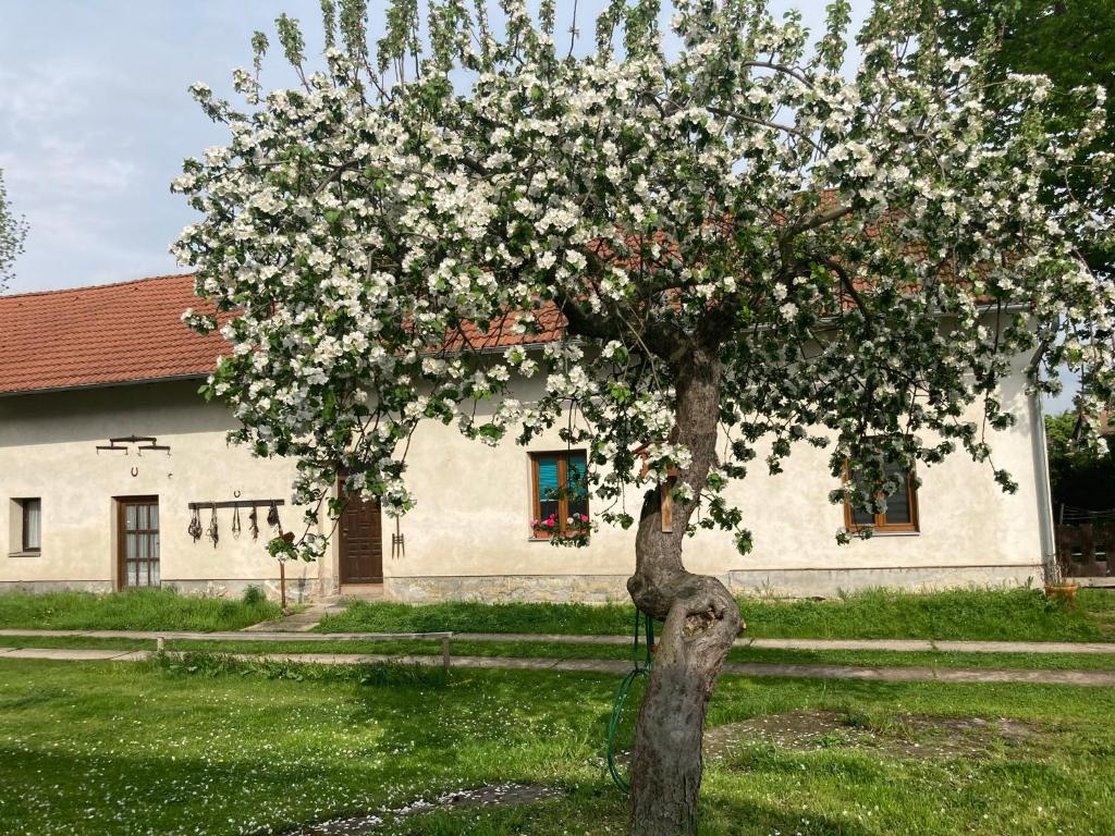 Zahrada ubytování Příjemný apartmán se zahradou
