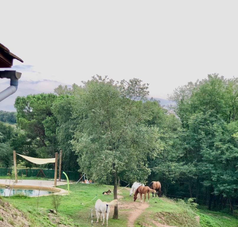 Zvířata v venkovského domu nebo okolí