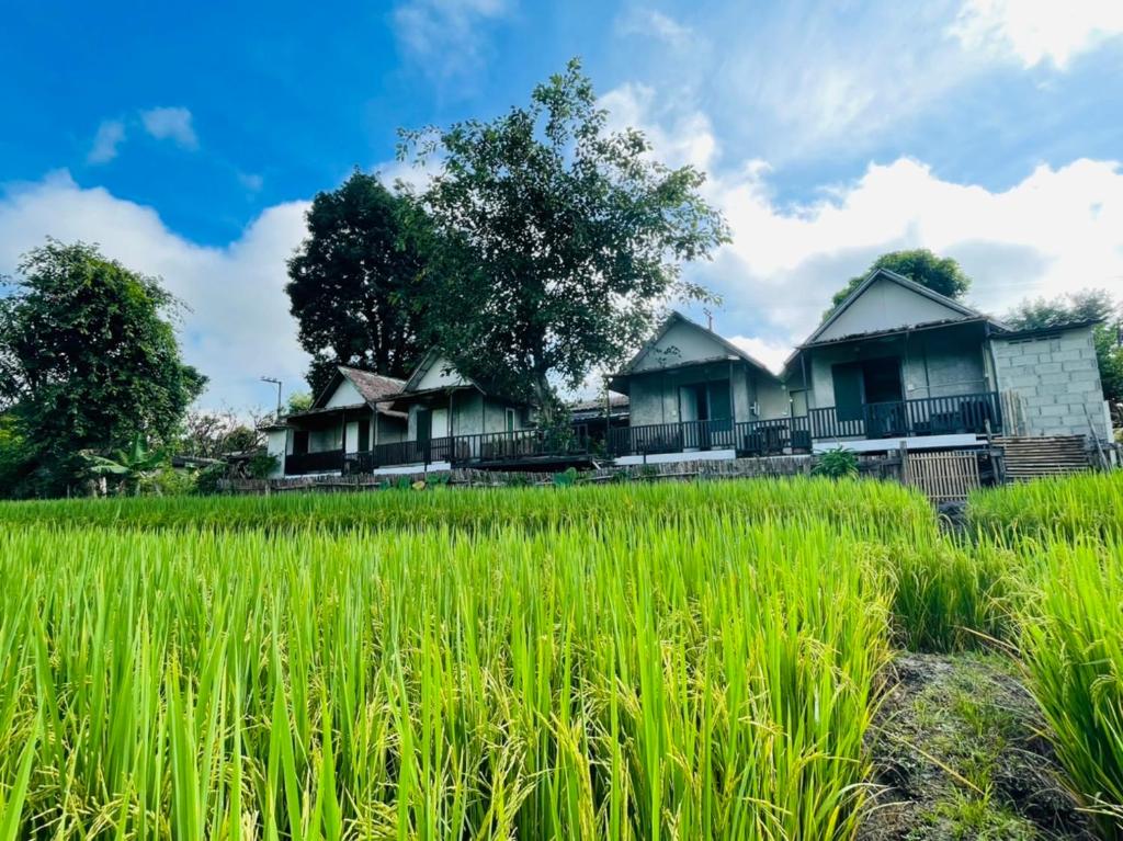 szereg domów na polu ryżowym w obiekcie KraThom Doi Luang w mieście Chiang Dao