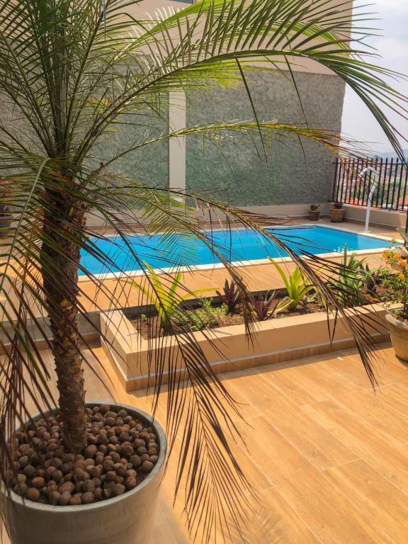 a palm tree in a pot next to a pool at Cantinho Cunhense in Cunha