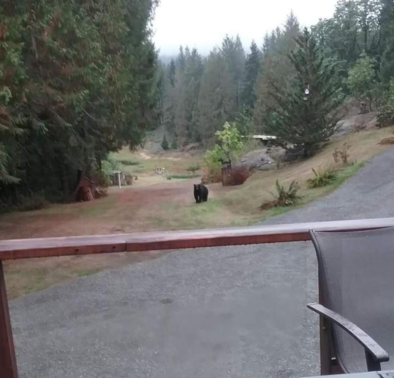 a black bear standing in a field next to a road at Beaver Hut Bed And Breakfast in Port Alberni