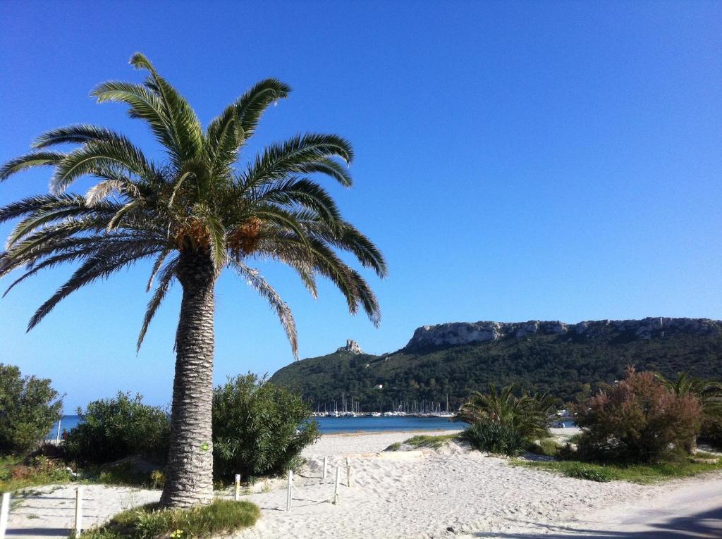 una palma su una spiaggia con una montagna sullo sfondo di Marina Poetto a Cagliari