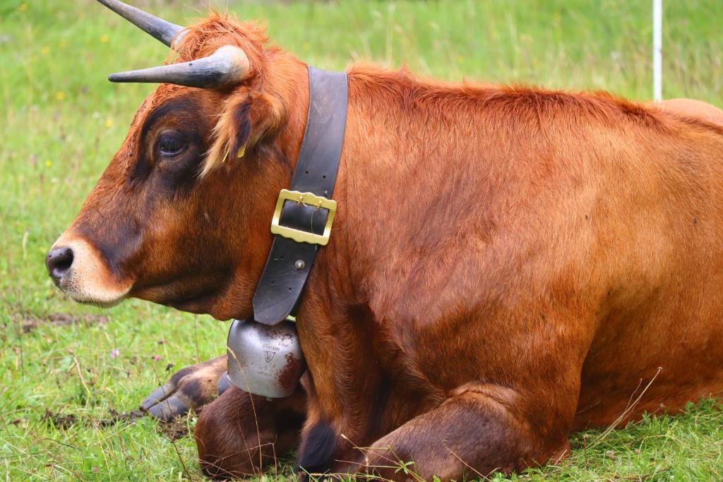 Zvířata v apartmánu nebo okolí