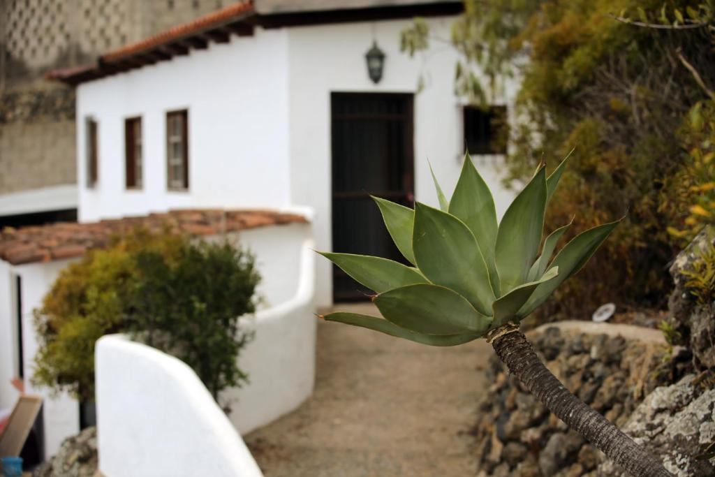 Vonkajšia záhrada v ubytovaní Parasol - Finca Tabaiba by TOR