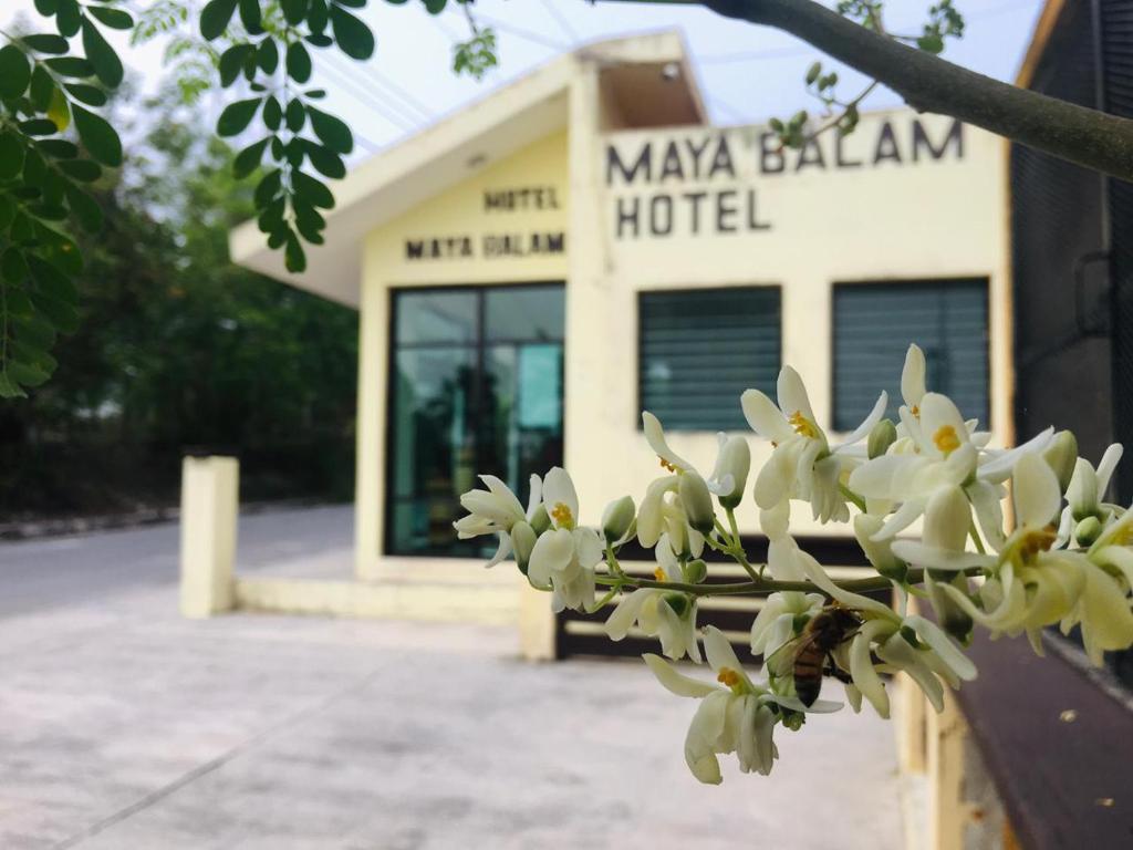 Fotografie z fotogalerie ubytování Hotel Maya Balam v destinaci Xpujil