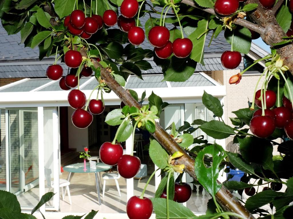 a bunch of cherries on a tree in front of a house at VILLA ORCHARD Frankfurt in Zeilsheim