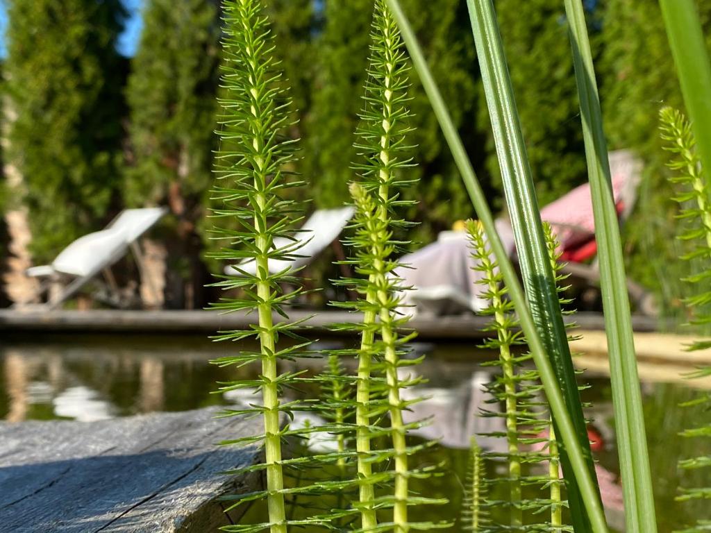 a green plant in front of a body of water at Weißt Du noch - Gästehäuser & Suiten in Kühlungsborn