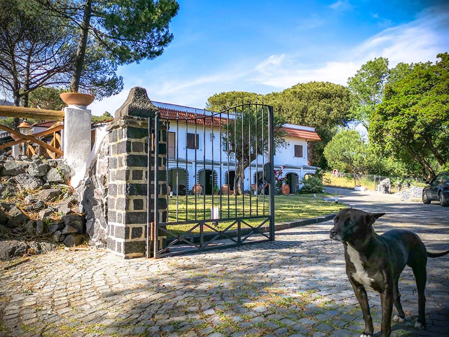 a dog standing next to a gate in front of a house at Hotel Sirio in Boscotrecase