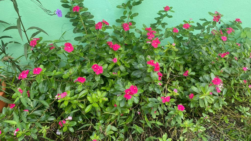 a bush of pink flowers in front of a wall at Casa Natalia in Herradura