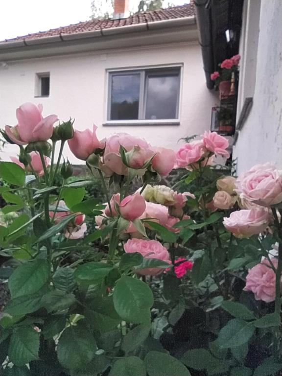 Zahrada ubytování Eperkert Vendégház