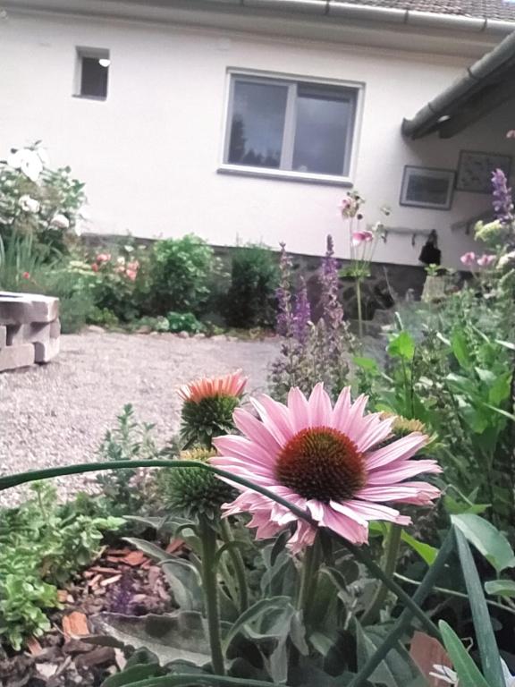 Zahrada ubytování Eperkert Vendégház
