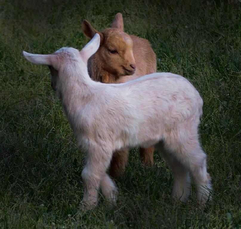 Állatok a szállodában vagy a közelben